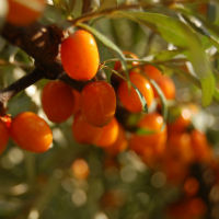 Beneficii catina: cancer, antibacterian, sistem imunitar, colesterol, boli cardiovasculare, infertilitate, hepatita, energizant Beneficii catina: cancer, antibacterian, sistem imunitar, colesterol, boli cardiovasculare, infertilitate, hepatita, energizant